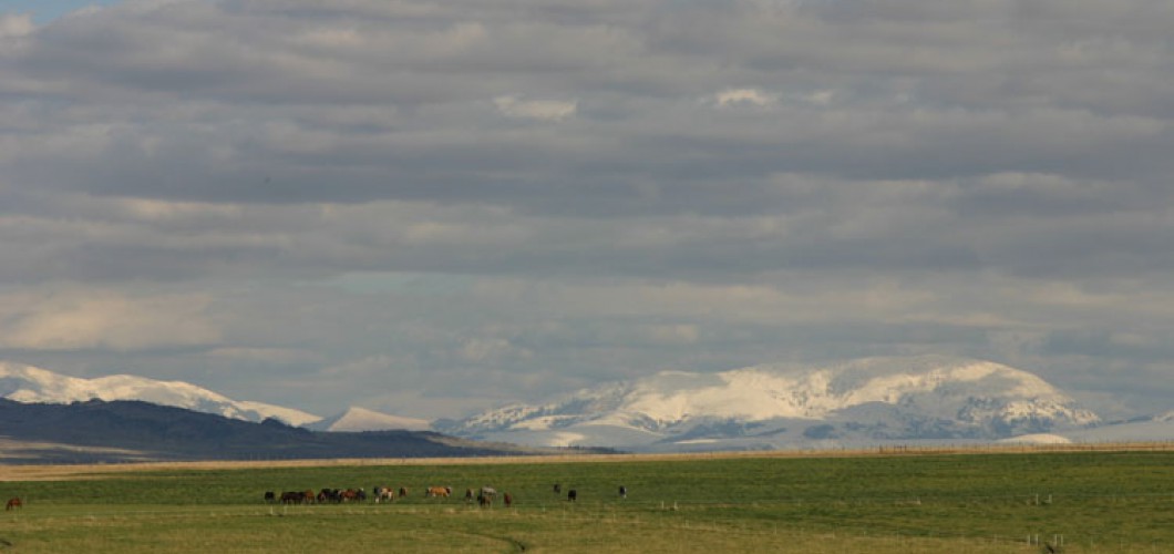 Montana (21)